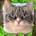 模拟流浪猫游戏最新安卓版 v1